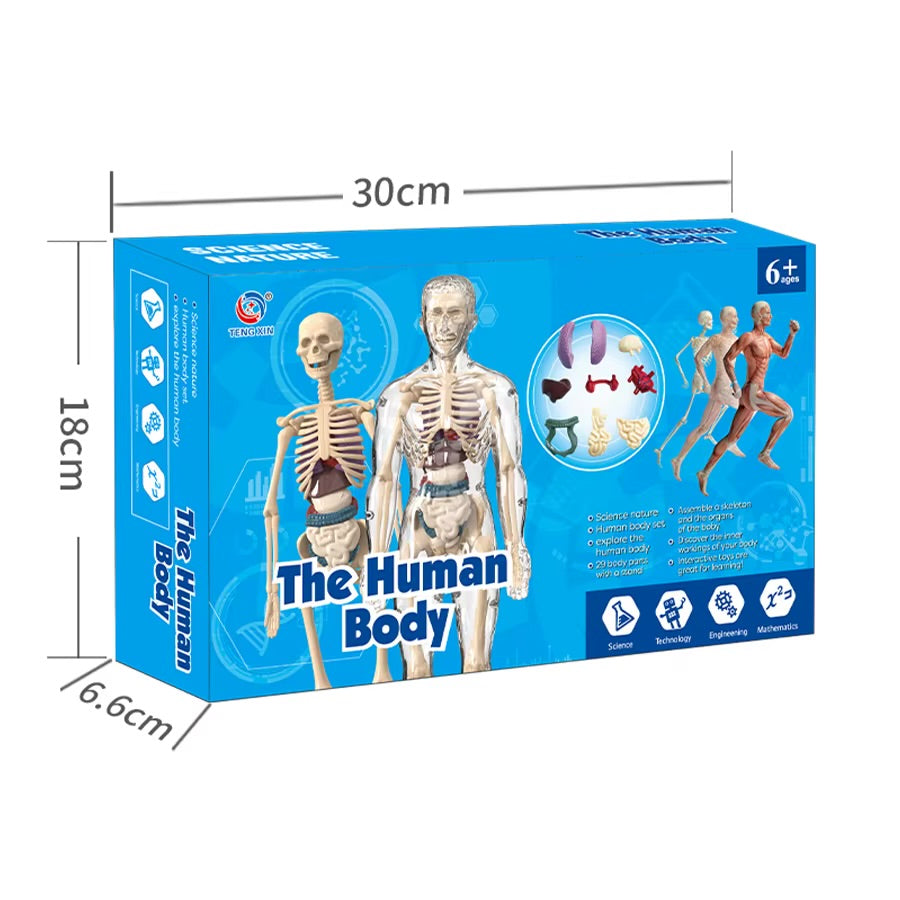 Body Structure Science - Mini Human Anatomy Kit for Kids
