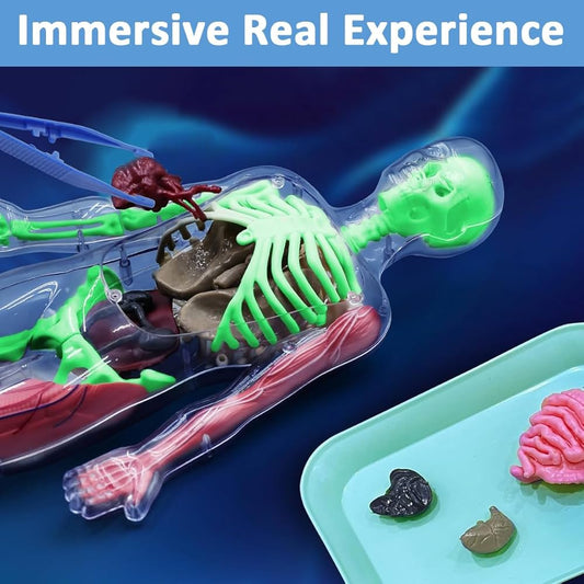 Glow in the Dark Human Skeleton Organ Anatomy Scientific Model Kit