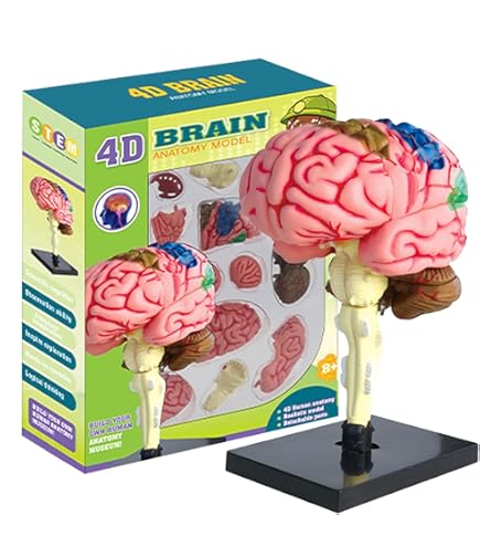 High-Quality 4D Human Brain Anatomy Model Assembly DIY For Medical Biology