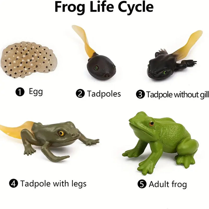 Life Cycle-Frog