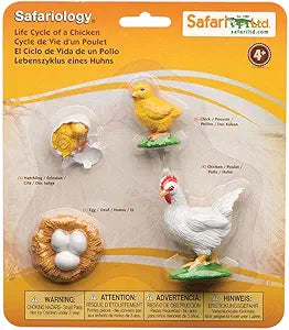 Life Cycle-Chicken