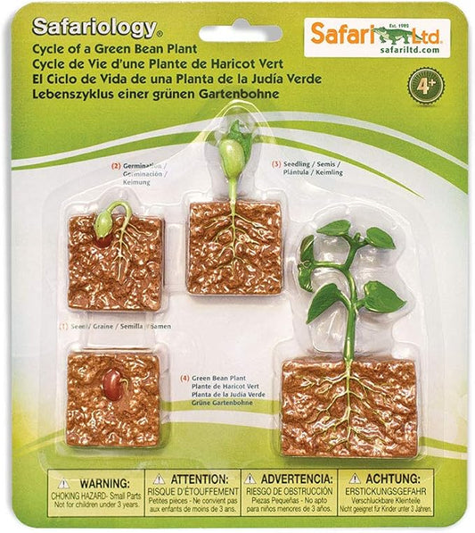 Life Cycle-Seed