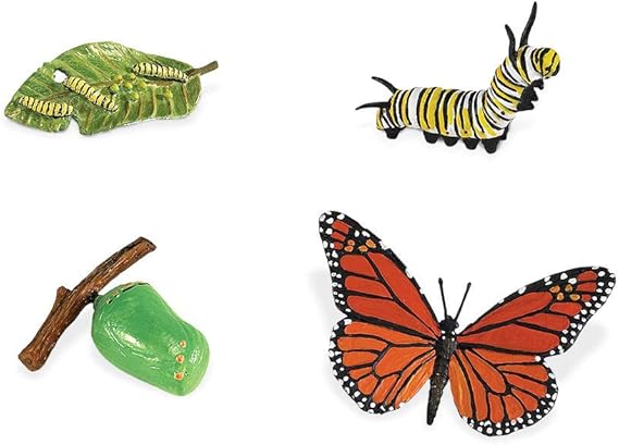 Life Cycle-Butterfly