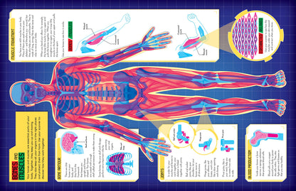 Secrets of the Human Body