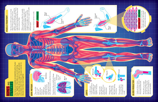 Secrets of the Human Body