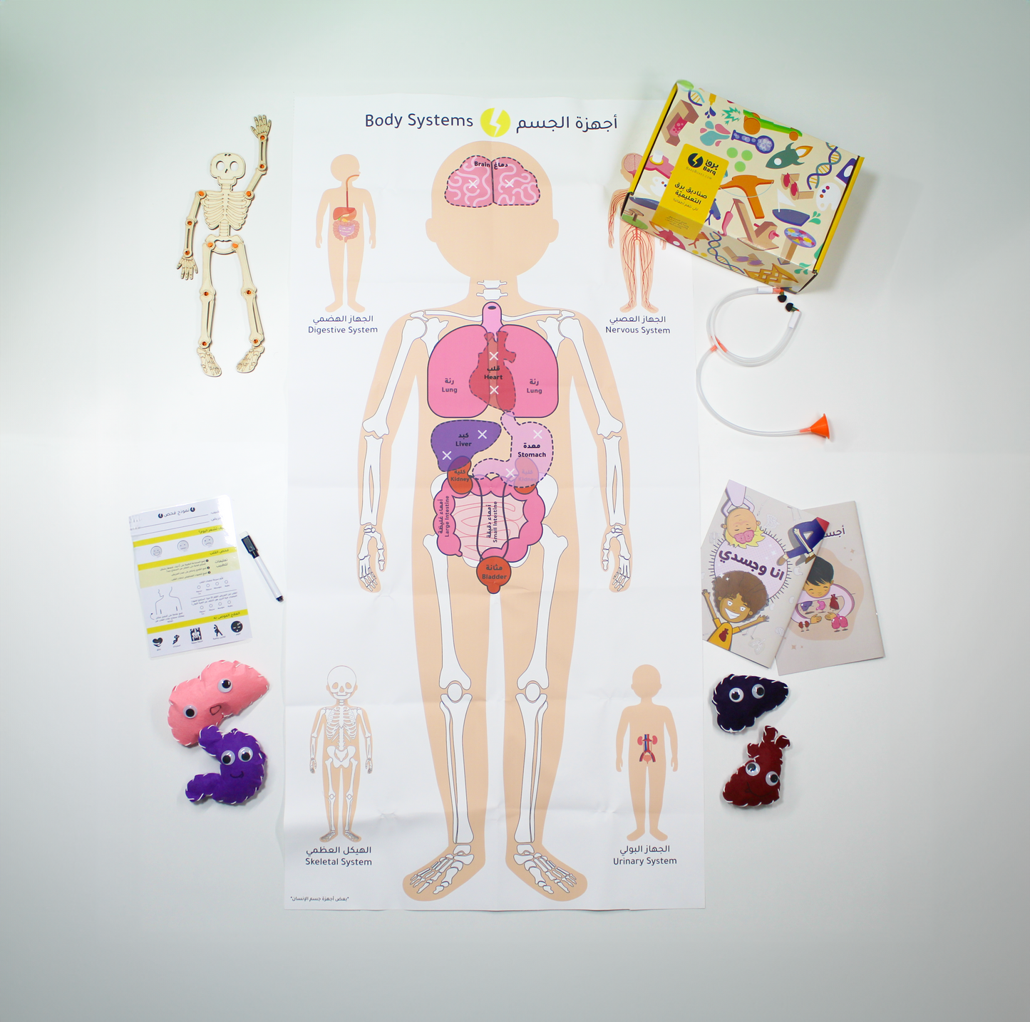 Barq Boxes  - Amazing Anatomy