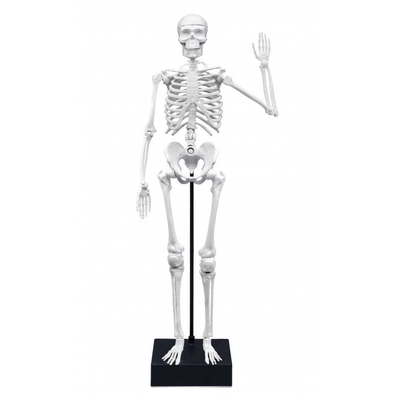 Skeleton 45 cm
