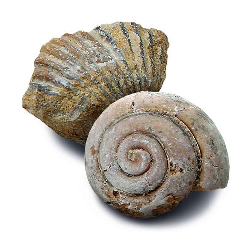 Discovery Toy Excavation Kit Mini Fossil 2 Pc